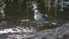 zwedenmei201485_small.jpg